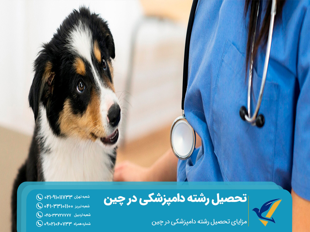 مزایای تحصیل دامپزشکی در چین